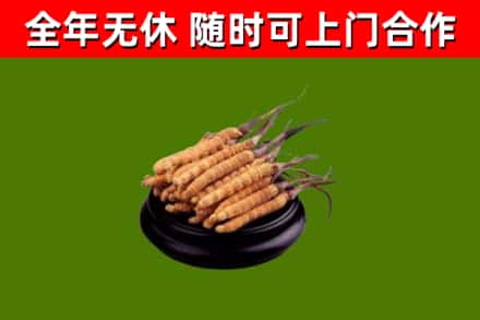 招远烟酒回收冬虫夏草.jpg
